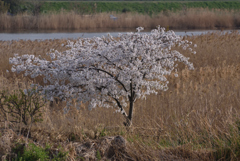 多摩川の桜