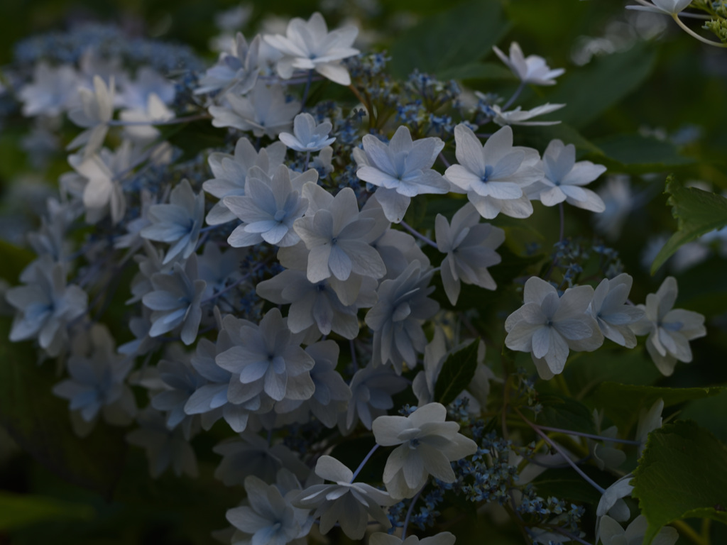 DSC_5167