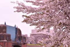 早咲きの桜-1