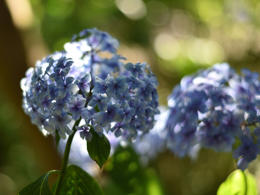 終盤の紫陽花