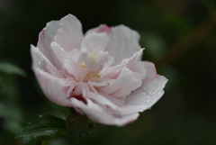 雨の7月