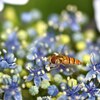 平和島公園の紫陽花_４