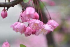春雨に濡れる-3
