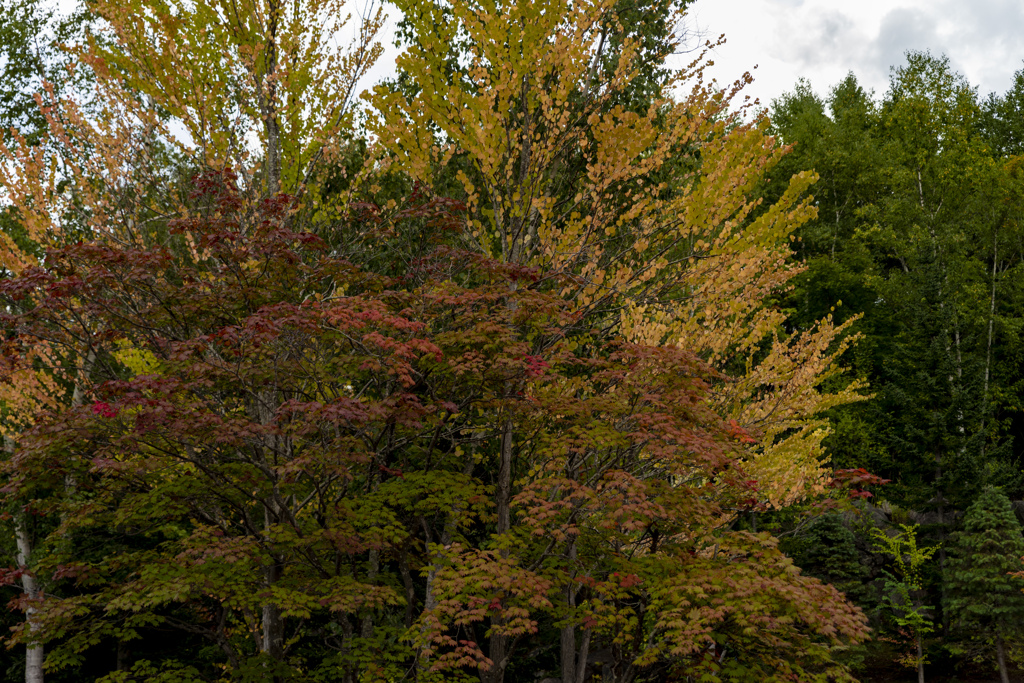 _DSC1666