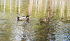 _DSC0558