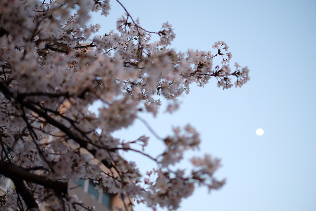 桜ごしの月