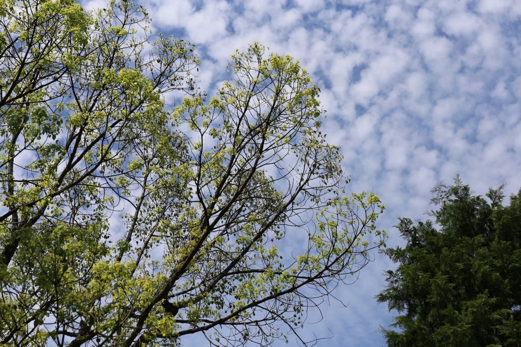 うろこ雲