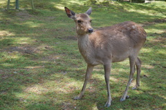 奈良公園の鹿