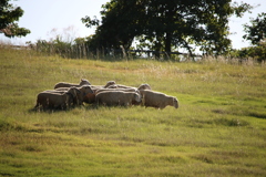 穏やかな羊たち