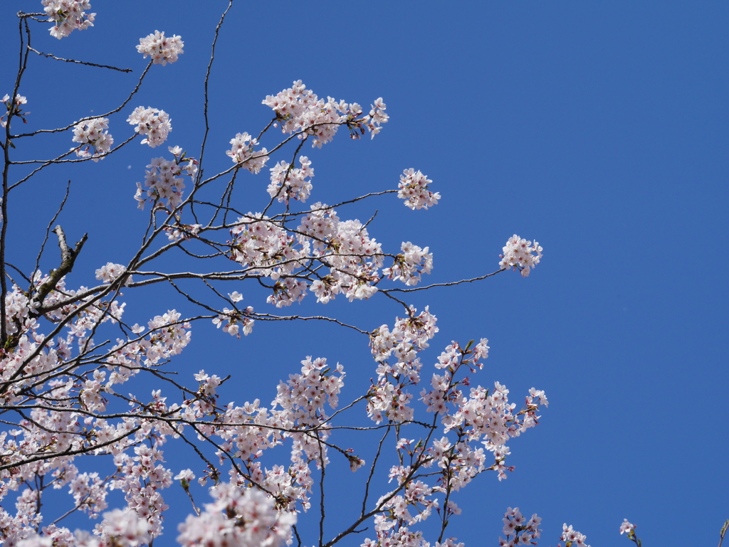 桜咲く