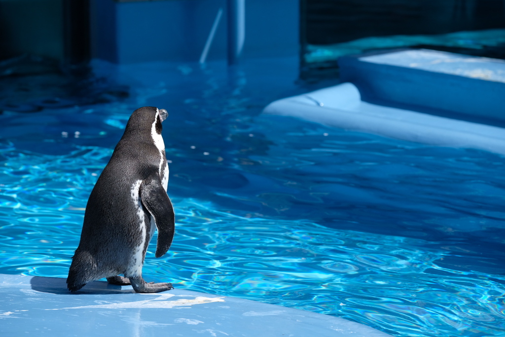 たたずむペンギン