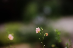 ちいさき花