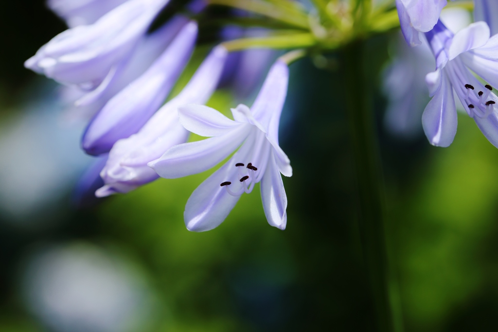 愛の花