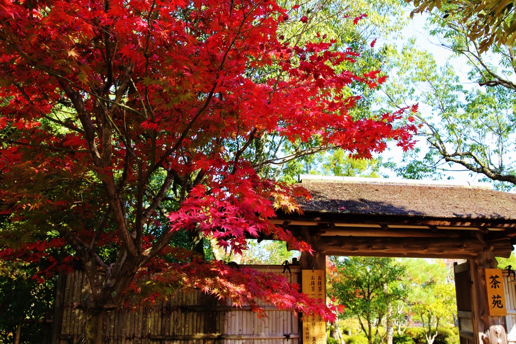 　茶　苑　に　て・・