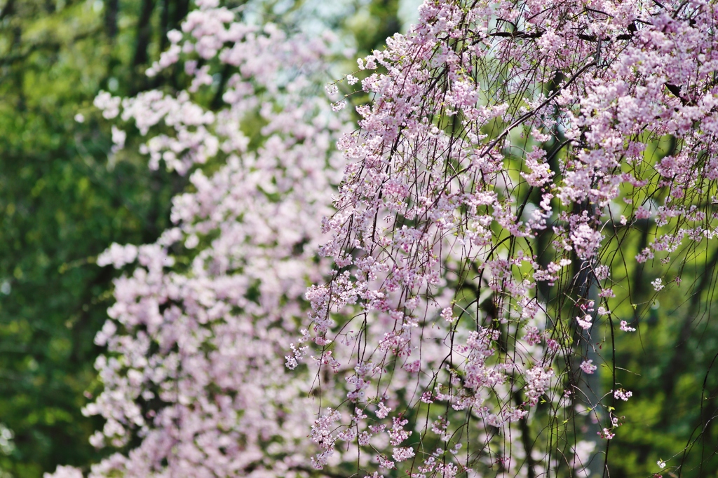 桜　散りゆく前に・・・