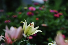 雨のち晴れ　ときどき花