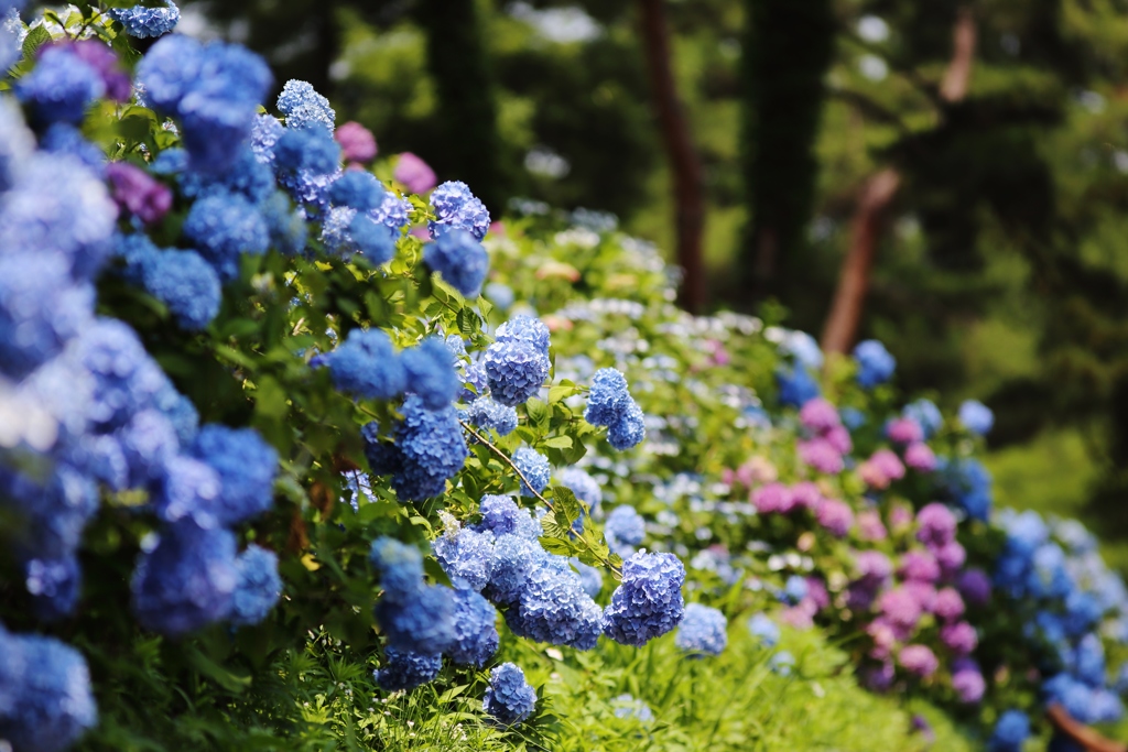 紫陽花　咲く頃