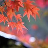 秋麗