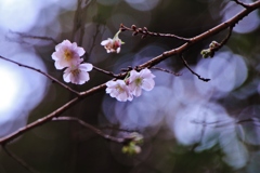 冬の桜