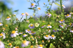 花から花へと　♪