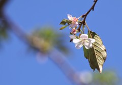 秋　桜