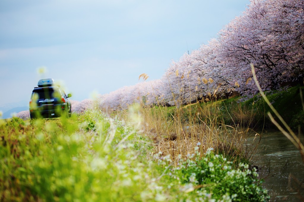 桜を　追いかけて　♪