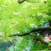 風　薫る