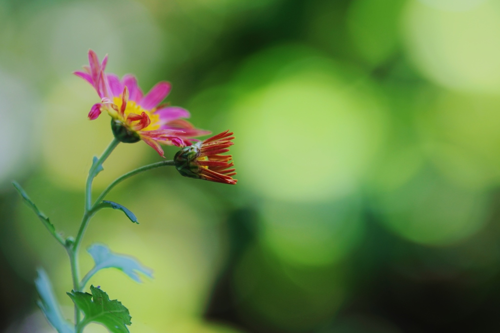 　心に　花を　咲かせましょう　♪