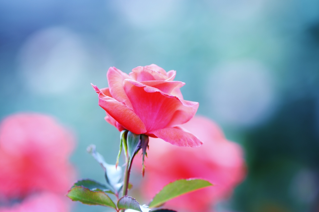 　sweet　rose　♪