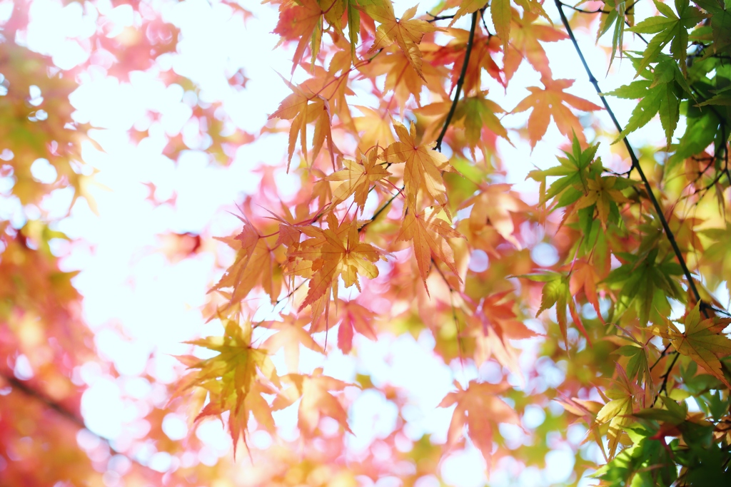 see‐through ♪