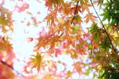 see‐through ♪