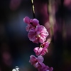 花　の　心　