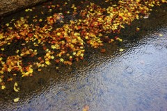 雨音
