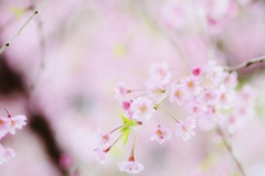 cherry blossoms