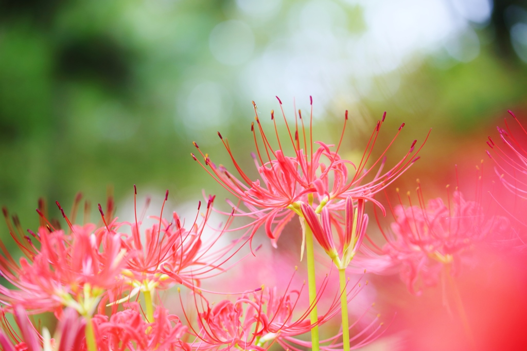 心に　花を　咲かせましょ　♪