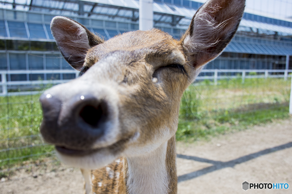 笑う鹿さん