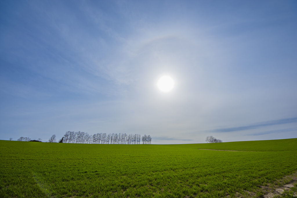 マイルドセブンの丘