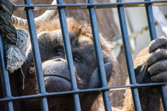 オランウータン