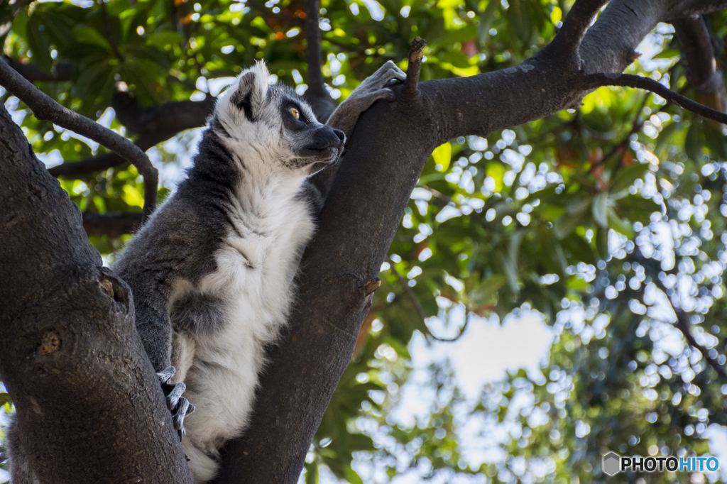 遠くを見つめるワオさん
