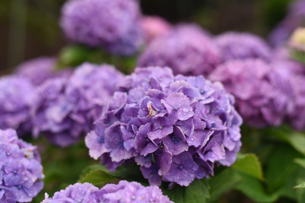 紫陽花