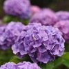 紫陽花