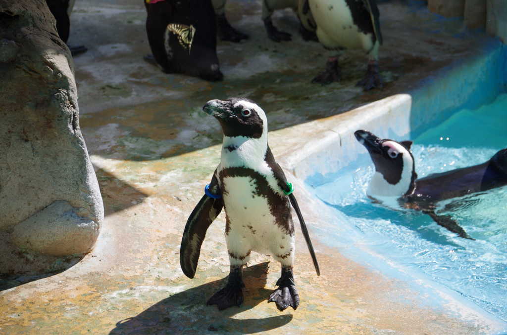 蝶と遊ぶペンギン