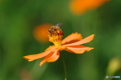 花と蜂