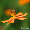 花と蜂