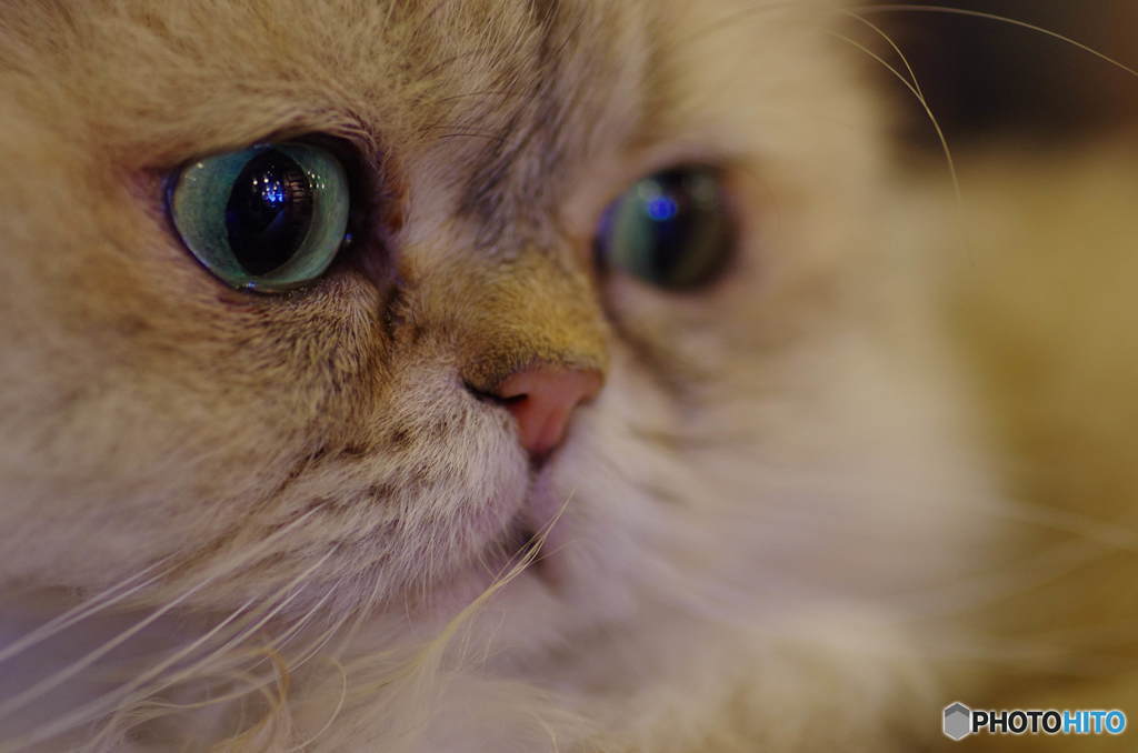 猫の顔アップ