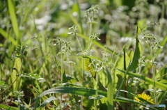 朝日を浴びる道端の草花
