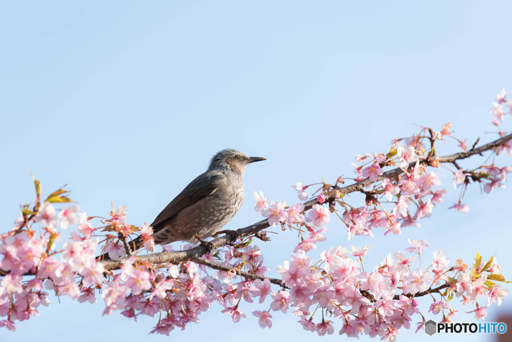 河津桜とムクドリ