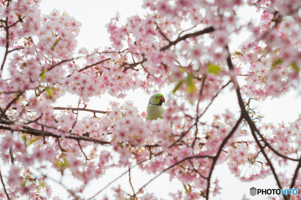 河津桜と鳥