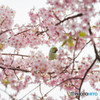 河津桜と鳥