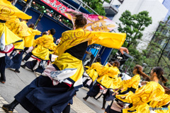 ふくろ祭り　東京よさこい　関東学院大学“誇咲”